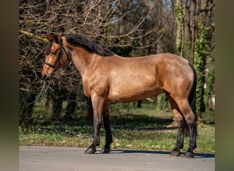 Altri pony/cavalli di piccola taglia, Giumenta, 6 Anni, 155 cm, Roano rosso