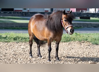 Altri pony/cavalli di piccola taglia, Giumenta, 6 Anni, 84 cm, Baio ciliegia