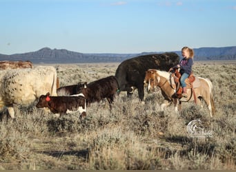 Altri pony/cavalli di piccola taglia, Giumenta, 6 Anni, 97 cm, Tobiano-tutti i colori
