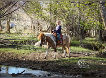 Altri pony/cavalli di piccola taglia, Giumenta, 6 Anni, 97 cm, Tobiano-tutti i colori
