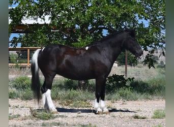 Altri pony/cavalli di piccola taglia, Giumenta, 7 Anni, 117 cm, Pezzato
