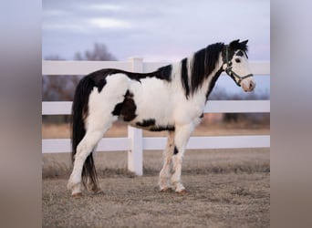 Altri pony/cavalli di piccola taglia, Giumenta, 7 Anni, 117 cm, Pezzato