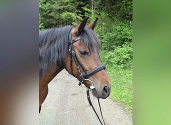 Altri pony/cavalli di piccola taglia, Giumenta, 7 Anni, 128 cm, Baio