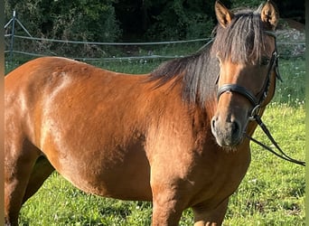 Altri pony/cavalli di piccola taglia, Giumenta, 7 Anni, 136 cm, Baio