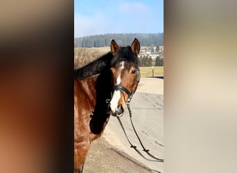 Altri pony/cavalli di piccola taglia, Giumenta, 7 Anni, 142 cm, Baio