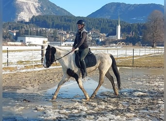 Altri pony/cavalli di piccola taglia, Giumenta, 7 Anni, 145 cm, Pezzato