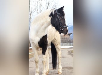 Altri pony/cavalli di piccola taglia, Giumenta, 7 Anni, 145 cm, Pezzato