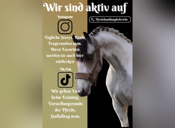 Altri pony/cavalli di piccola taglia, Giumenta, 7 Anni, 146 cm, Pezzato