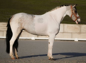 Altri pony/cavalli di piccola taglia, Giumenta, 7 Anni, 146 cm, Pezzato