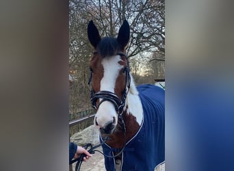 Altri pony/cavalli di piccola taglia, Giumenta, 7 Anni, 146 cm, Pezzato