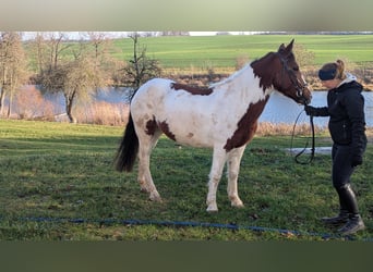 Altri pony/cavalli di piccola taglia, Giumenta, 7 Anni, 146 cm, Pezzato