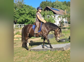 Altri pony/cavalli di piccola taglia, Giumenta, 7 Anni, 147 cm, Baio scuro