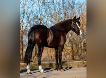 Altri pony/cavalli di piccola taglia, Giumenta, 7 Anni, 147 cm, Morello