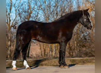 Altri pony/cavalli di piccola taglia, Giumenta, 7 Anni, 147 cm, Morello