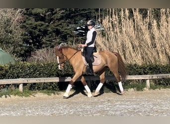 Altri pony/cavalli di piccola taglia, Giumenta, 7 Anni, 147 cm, Sauro scuro