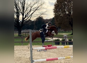 Altri pony/cavalli di piccola taglia, Giumenta, 7 Anni, 147 cm, Sauro scuro