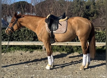 Altri pony/cavalli di piccola taglia, Giumenta, 7 Anni, 147 cm, Sauro scuro