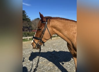 Altri pony/cavalli di piccola taglia, Giumenta, 7 Anni, 147 cm, Sauro scuro