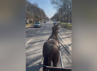 Altri pony/cavalli di piccola taglia, Giumenta, 7 Anni, 148 cm, Baio