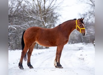 Altri pony/cavalli di piccola taglia, Giumenta, 7 Anni, 148 cm, Baio