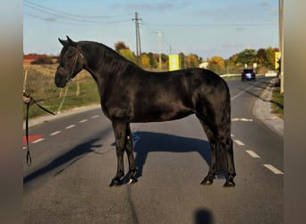Altri pony/cavalli di piccola taglia, Giumenta, 7 Anni, 150 cm, Morello