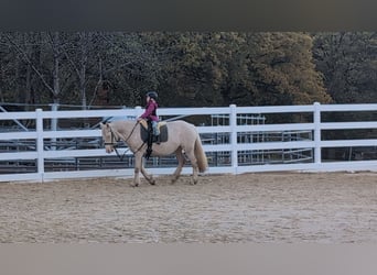 Altri pony/cavalli di piccola taglia, Giumenta, 7 Anni, 153 cm, Cremello