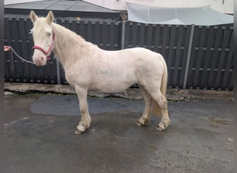Altri pony/cavalli di piccola taglia, Giumenta, 7 Anni, 153 cm, Cremello