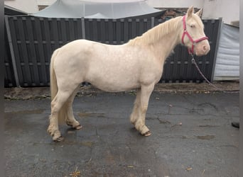 Altri pony/cavalli di piccola taglia, Giumenta, 7 Anni, 153 cm, Cremello