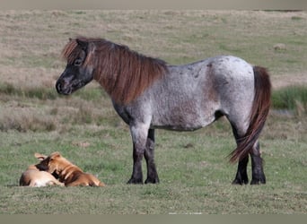 Altri pony/cavalli di piccola taglia, Giumenta, 7 Anni, 99 cm, Roano blu