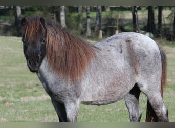 Altri pony/cavalli di piccola taglia, Giumenta, 7 Anni, 99 cm, Roano blu