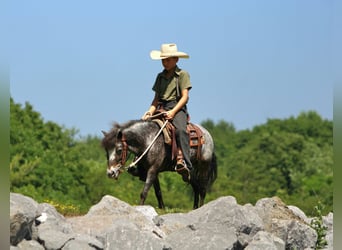 Altri pony/cavalli di piccola taglia, Giumenta, 7 Anni, Roano blu