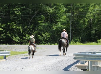 Altri pony/cavalli di piccola taglia, Giumenta, 7 Anni, Roano blu