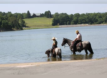Altri pony/cavalli di piccola taglia, Giumenta, 7 Anni, Roano blu