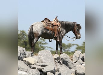 Altri pony/cavalli di piccola taglia, Giumenta, 7 Anni, Roano blu
