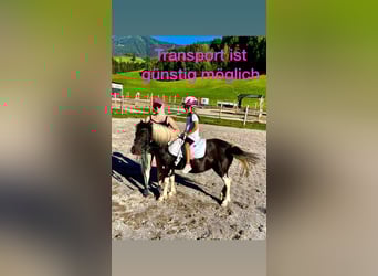 Altri pony/cavalli di piccola taglia Mix, Giumenta, 8 Anni, 110 cm, Pezzato