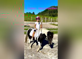 Altri pony/cavalli di piccola taglia Mix, Giumenta, 8 Anni, 110 cm, Pezzato