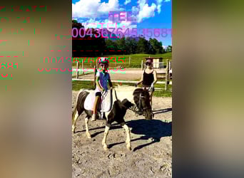 Altri pony/cavalli di piccola taglia Mix, Giumenta, 8 Anni, 110 cm, Pezzato