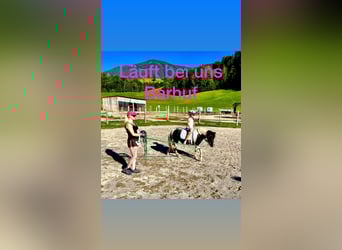 Altri pony/cavalli di piccola taglia Mix, Giumenta, 8 Anni, 110 cm, Pezzato