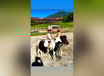 Altri pony/cavalli di piccola taglia Mix, Giumenta, 8 Anni, 110 cm, Pezzato