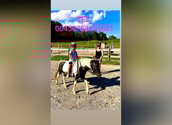 Altri pony/cavalli di piccola taglia Mix, Giumenta, 8 Anni, 110 cm, Pezzato