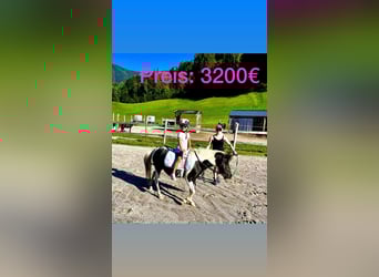 Altri pony/cavalli di piccola taglia Mix, Giumenta, 8 Anni, 110 cm, Pezzato