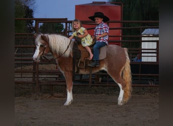 Altri pony/cavalli di piccola taglia, Giumenta, 8 Anni, 119 cm, Roano rosso