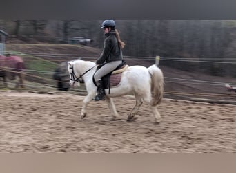 Altri pony/cavalli di piccola taglia, Giumenta, 8 Anni, 120 cm, Grigio