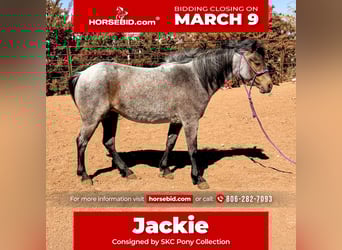 Altri pony/cavalli di piccola taglia, Giumenta, 8 Anni, 122 cm, Baio roano