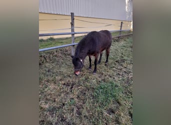 Altri pony/cavalli di piccola taglia Mix, Giumenta, 8 Anni, 128 cm, Baio