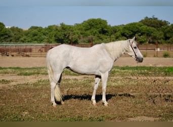 Altri pony/cavalli di piccola taglia, Giumenta, 8 Anni, 132 cm, Grigio