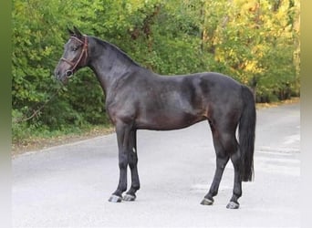 Altri pony/cavalli di piccola taglia, Giumenta, 8 Anni, 138 cm, Morello