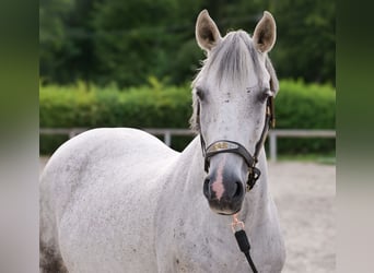 Altri pony/cavalli di piccola taglia, Giumenta, 8 Anni, 143 cm, Grigio