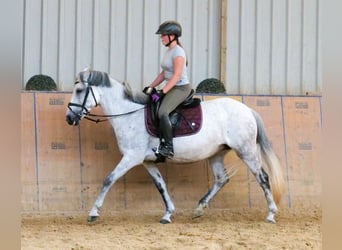 Altri pony/cavalli di piccola taglia, Giumenta, 8 Anni, 143 cm, Grigio