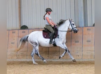 Altri pony/cavalli di piccola taglia, Giumenta, 8 Anni, 143 cm, Grigio